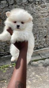 Pomeranian
