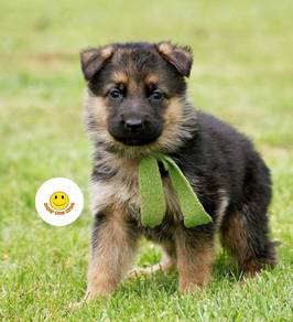 QQQ388 German Shepherd MKA registered cute puppy