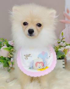 Pomeranian
