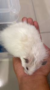 White Bear Hamster