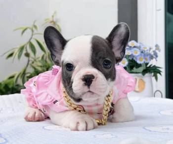 FRENCH BULLDOG PUPPIES 7S78🌻 Available Female