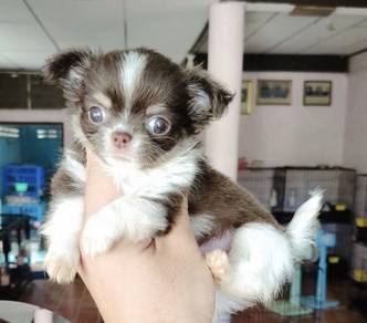 CHIHUAHUA PUPPIES 204🌷Head Apple Cute Dog