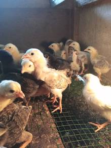 anak ayam kampung asli