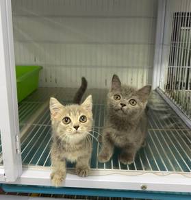 BSH munchkin kitten