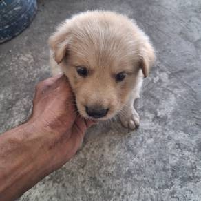 Puppies