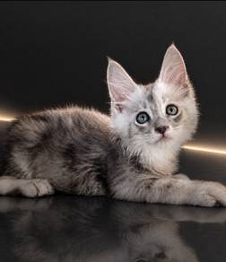 X9 Maine Coon
