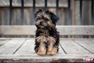 Maltipoo