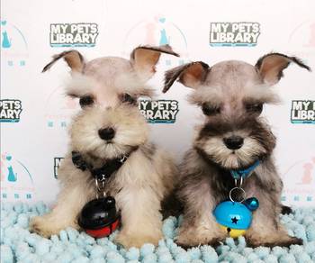 Schnauzer