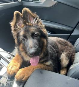 German Shepherd