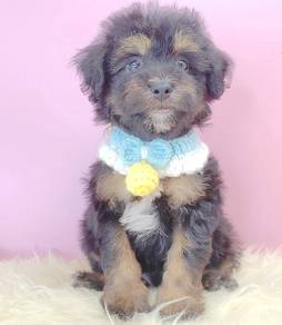 Poodle