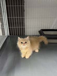Cream Napoleon kitten