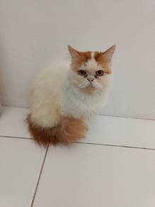 Kucing Baka Flat Face Untuk Dilepaskan