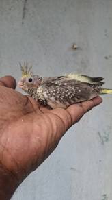 Burung teil