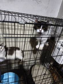 kucing percuma
