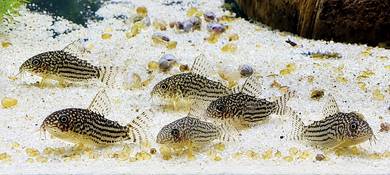 Sterbai Corydoras Fish Live Ikan Cory Catfish