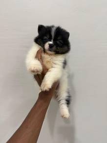 Tiny Pomeranian Tricolour White Black Brown