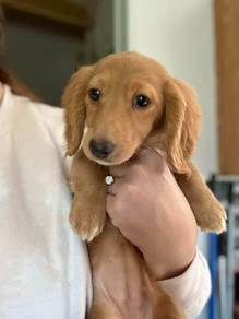 QWW91299 Dachshund puppy orange brown haired