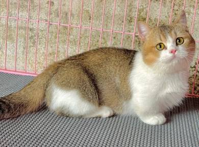 Golden bicolor-short leg boy