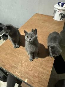 British Short Hair (BSH) 