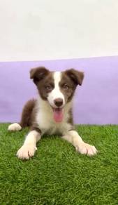 Border collie chocolate white mka
