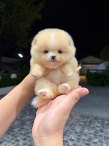 Pomeranian Short Leg Tiny Female Puppy