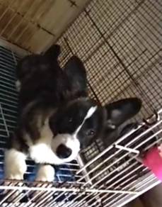 Cardigan corgi