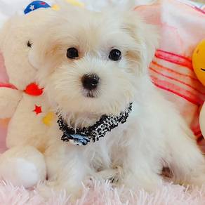 Maltese