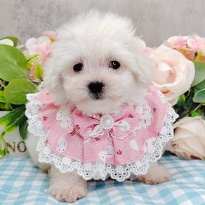 Bichon