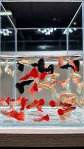 Random 5x solid, dumbo, lace guppy