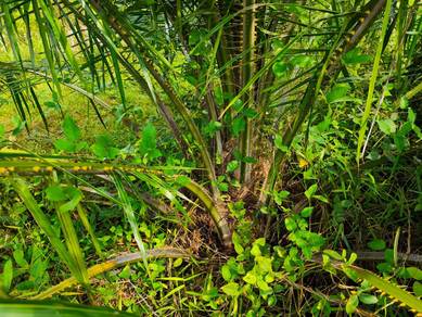 Agricultural Land in Parit, PRK
