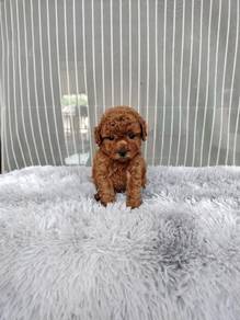 mini teacup poodle t