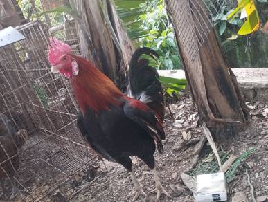ayam hutan kaki putih 