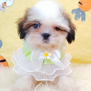 Shih Tzu