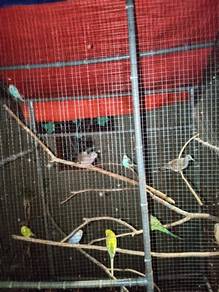 burung