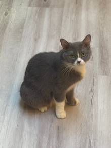 Cats For Sales