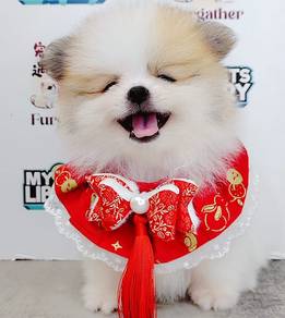 Pomeranian
