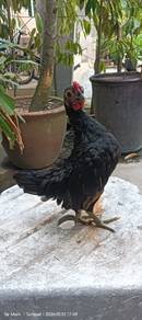 anak ayam kacuk batik gold+ serama