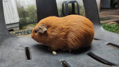 Guinea pig American asli jantan hampir matang