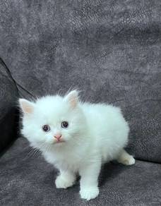 Persian kitten long hair