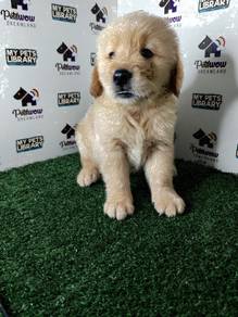 Golden retriever with mka certificate male