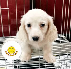 HHH_K2100 mini dachshund long haired cream #mka