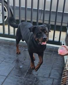 Rottweiler