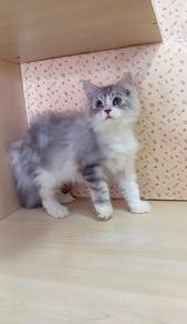 British Long Hair BLH Kitten Male