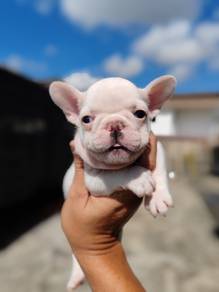 Pure Breed French Bulldog Puppy