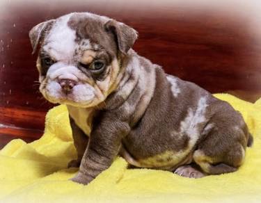 ENGLISH BULLDOG PUPPIES  Male C001