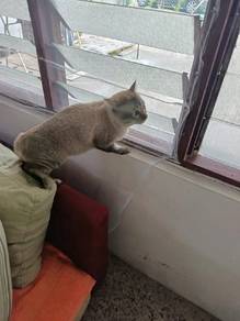 3 years Old mix cat 