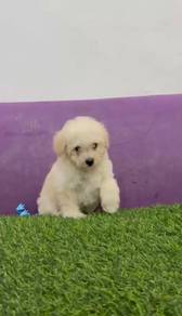 Toy poodle cream white