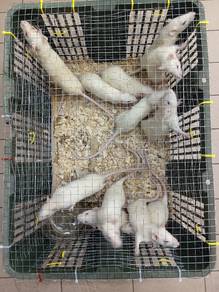 Tikus Putih 