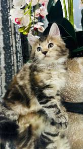 mainecoon kitten