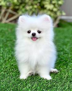 Snugglebug Pomeranian Tiny Cute Puppy Baby Dog